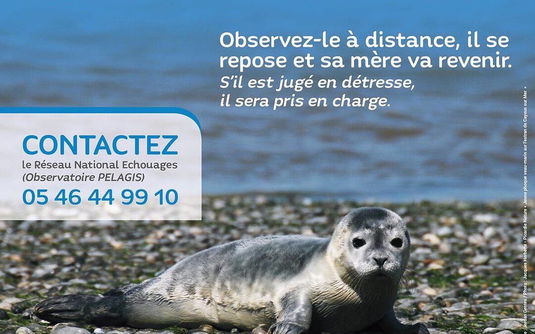 Un jeune phoque sur la plage : contactez le Réseau national échouages