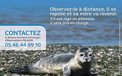 Un jeune phoque sur la plage : contactez le Réseau national échouages