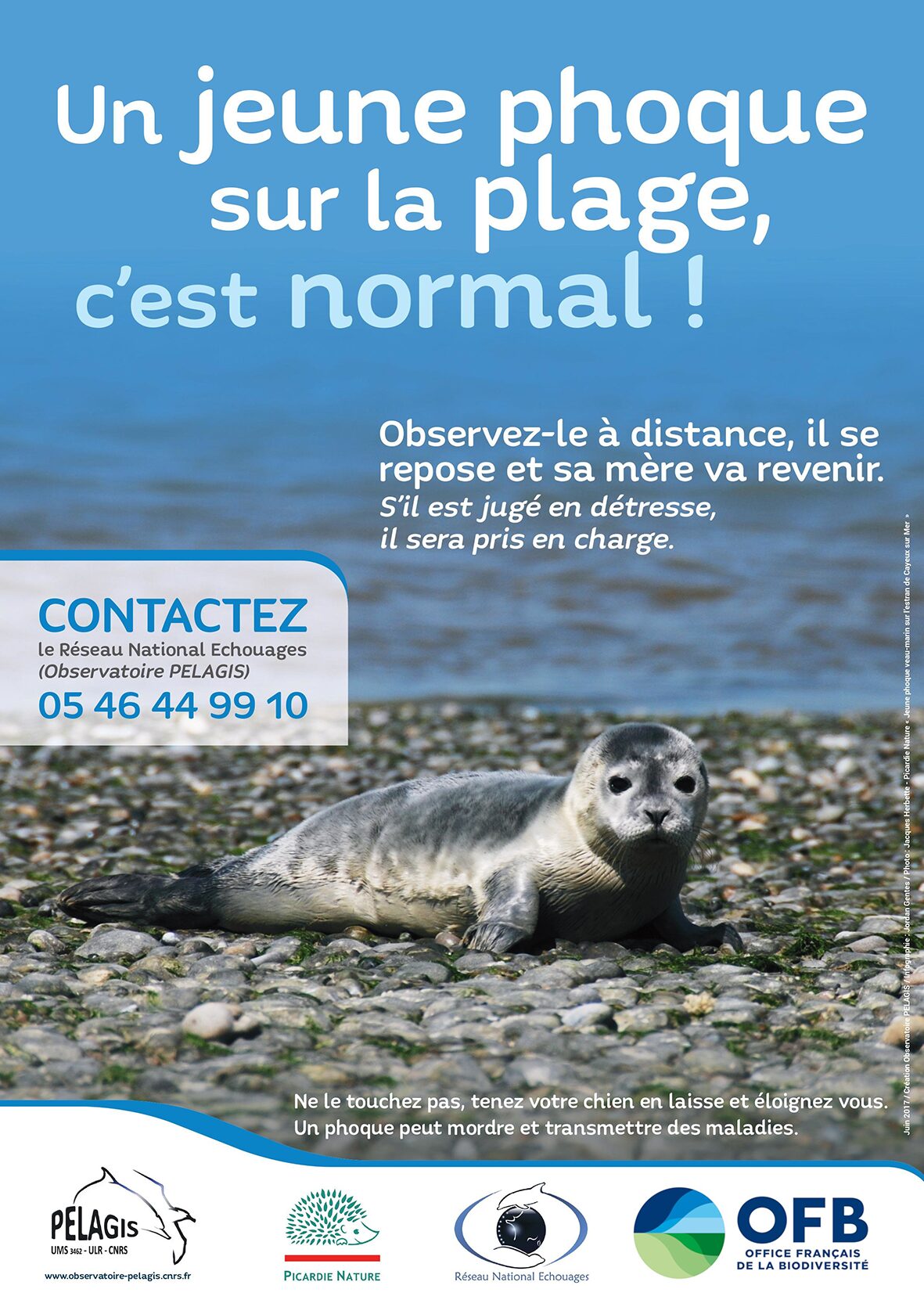 phoque