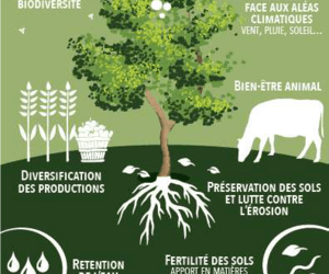 Commande groupée – Arbres et arbustes – Manche